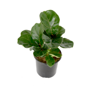 Ficus lyrata 'Bambino'