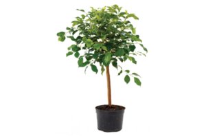 Ficus 'Millennium'
