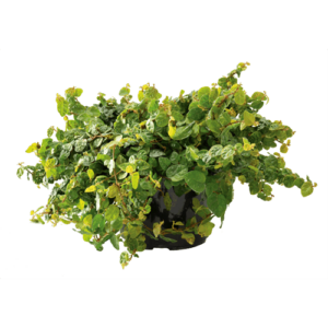 Ficus Pumila