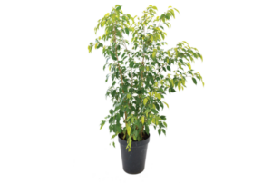 Ficus Benjamina 'Reginald'