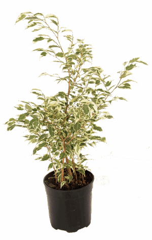 Ficus Twilight 30cm