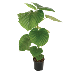 Ficus Umbellata 23cm