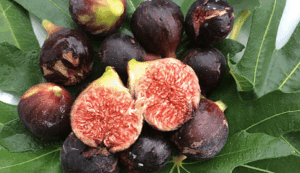 Fig 'Ronde de Bordeaux'