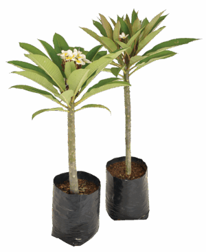 Plumeria Spp.