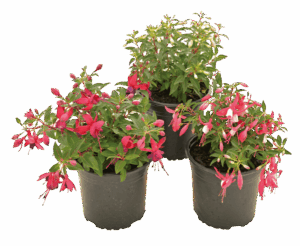 Fuchsia (Range of colours)
