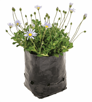 Felicia Amelloides