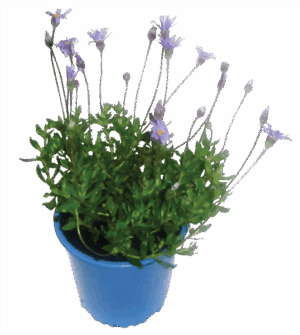Felicia bergeriana