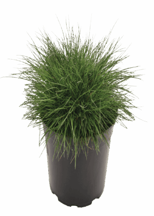 Festuca gautieri (Green)