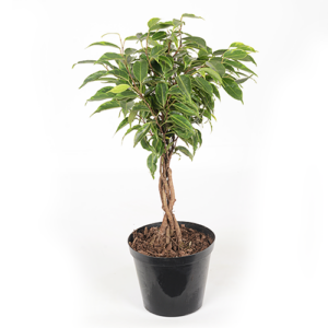 Ficus 'Lemon & Lime' Braided 15cm