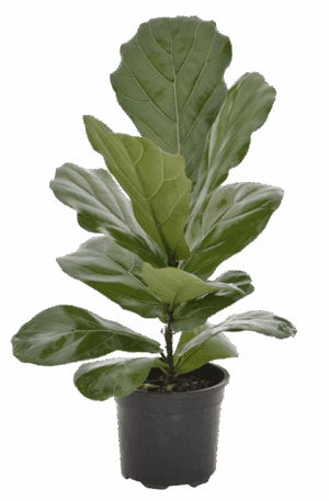 Ficus Lyrata