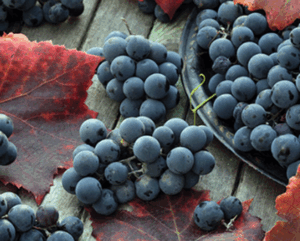 Grape 'Catawba'