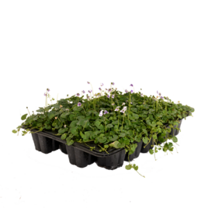 20pack Groundcovers Seedlings