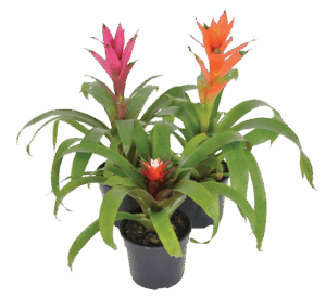 Guzmania Varieties