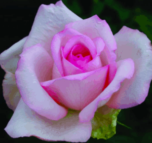 Rose 'Garden Princess' 4L
