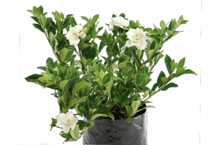 Gardenia 'Prolific Bloom'