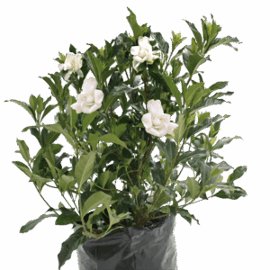 Gardenia Jasminoides 'Augusta'