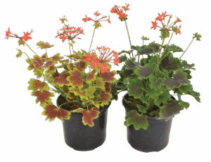 Geranium 'Vancouver'
