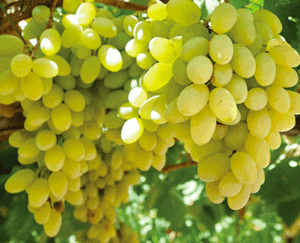 Grape Victoria