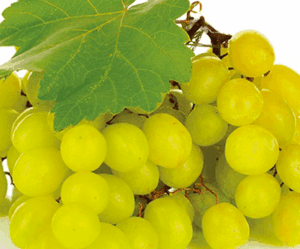 Grape White Hanepoot