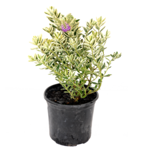 Hebe franciscana 'Variegata'