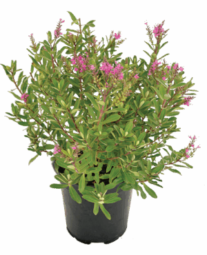 Hebe 'Wiri Joy'