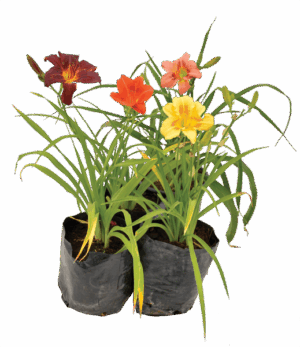 Hemerocallis Mixed Colours