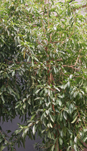 Heteropyxis Natalensis
