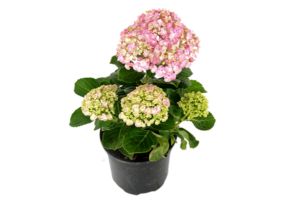 Hydrangea 'Curly Wurly'