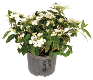 Hydrandea 'Runaway Bride'