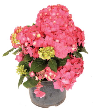 Hydrangea 'Summer Love'