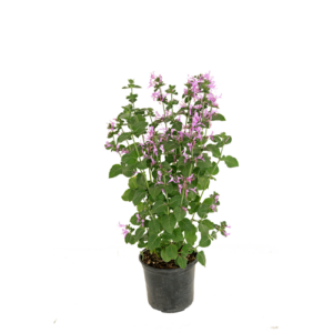 Hypoestes Aristata
