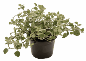 Helichrysum Petiolare