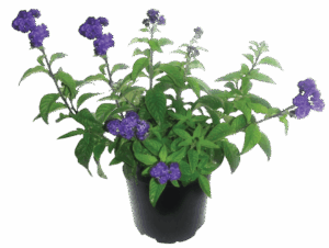 Heliotropium 'Princess Marina'