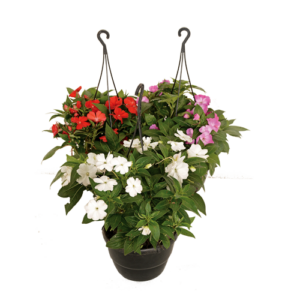 Impatiens 'New Guinea' hanging basket