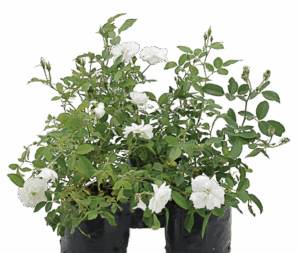 Rose 'Iceberg'