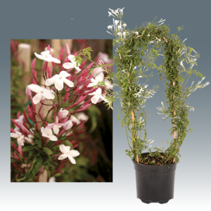 Jasminum Polyanthum