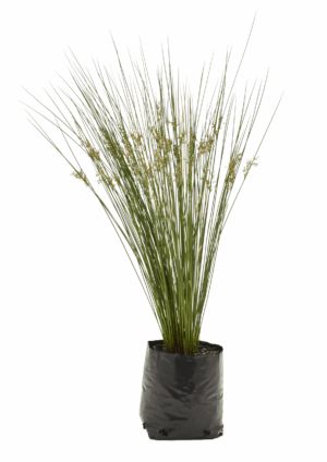 Juncus Effusus