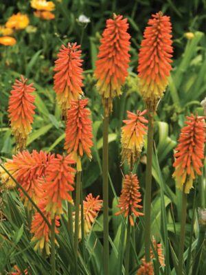 Kniphofia Uvaria