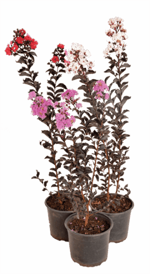 Lagerstroemia 'Black Diamond®'