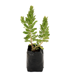 High Gold Pincushion