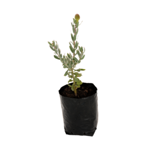 Leucospermum Reflexum