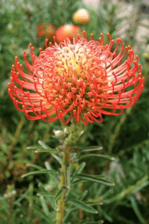 Pincushion Protea 'Succession' 15cm