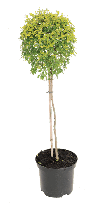 Ligustrum 'Lemon & Lime'