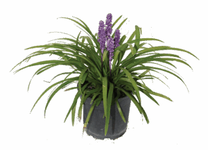 Liriope 'Big Blue'