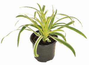 Liriope muscari 'Variegated'