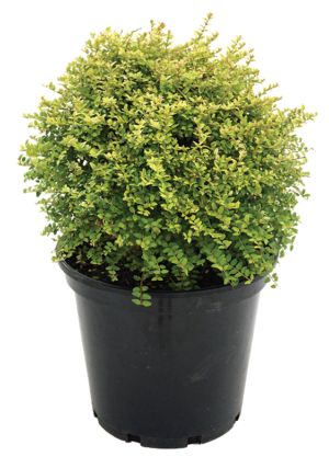 Lonicera Nitida 'Aurea
