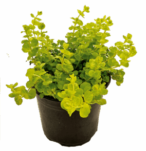 Lysimachia Nummularia 'Aurea' 15cm