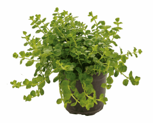 Lysimachia Nummularia 'Green' 15cm