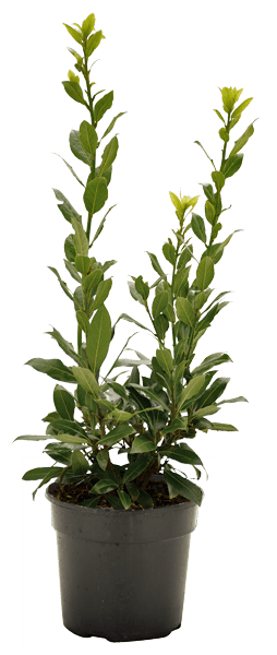 Laurus nobilis