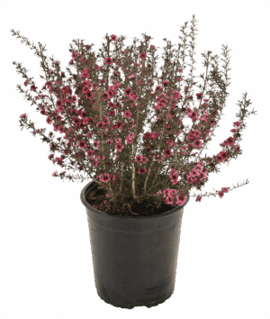 Leptospermum 'Burgundy Queen'
